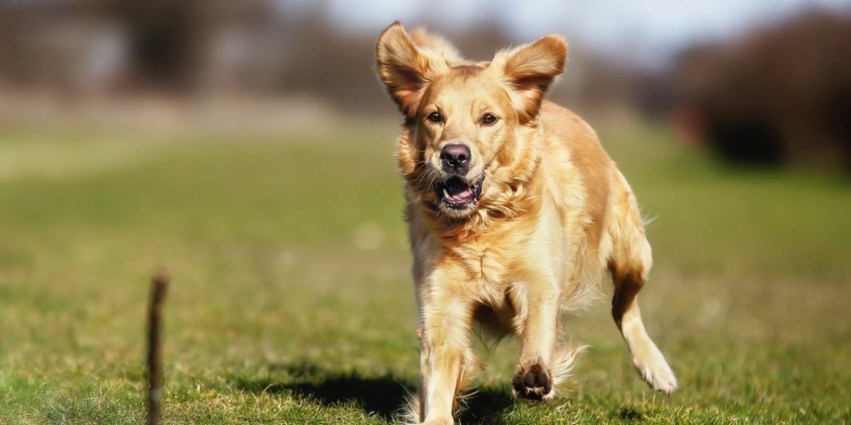 Fritz The Worst Food Catching Dog Ever? [VIDEO]