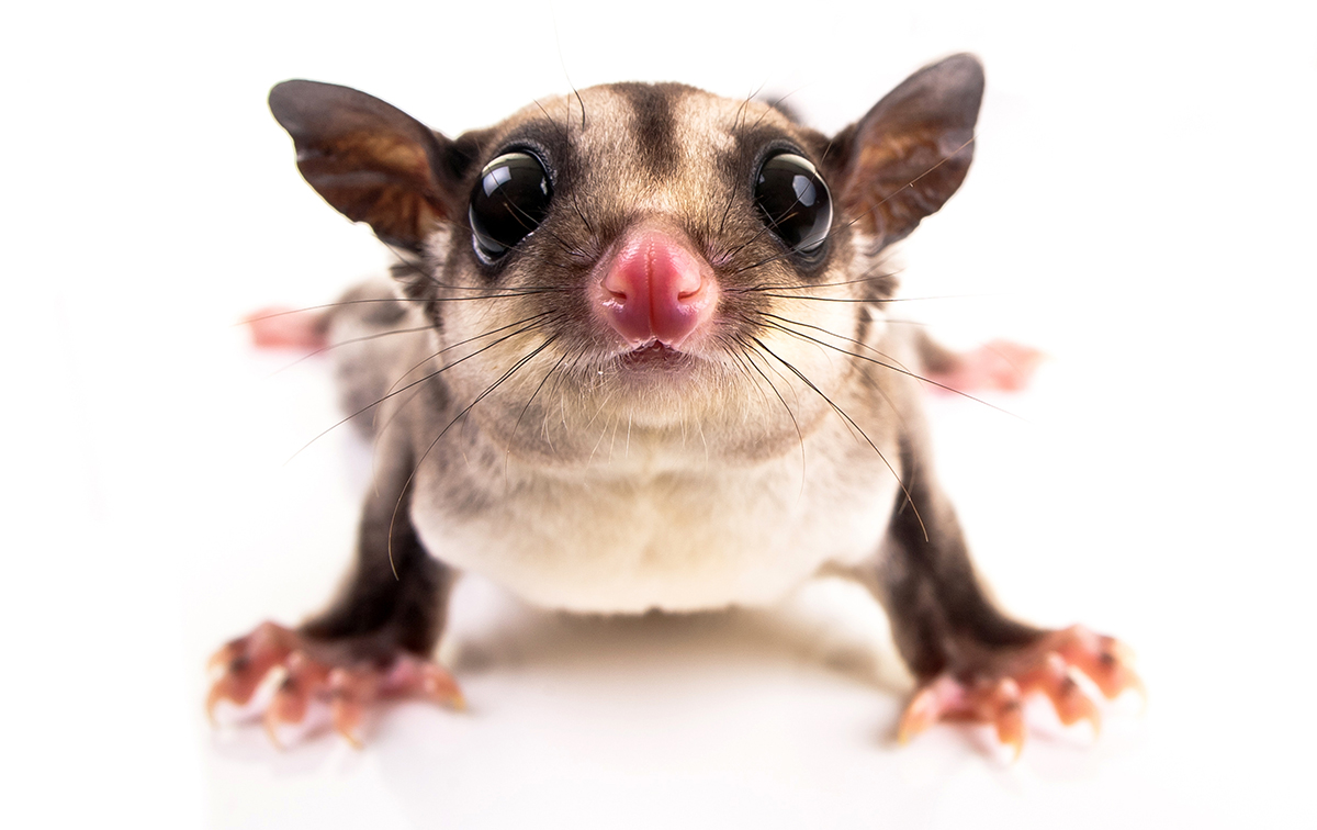 404possum